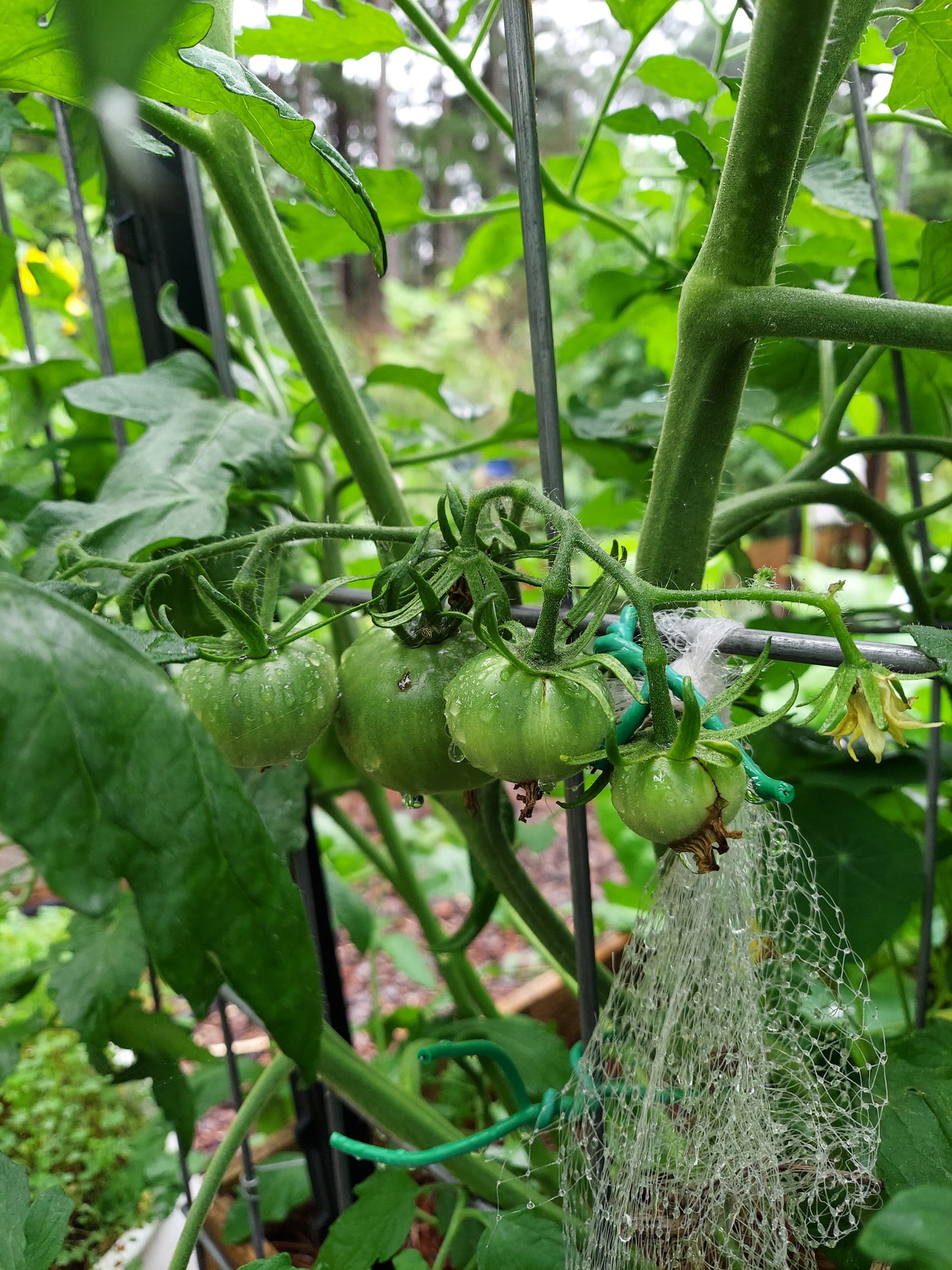 Organic Tomatoes - Medium Size