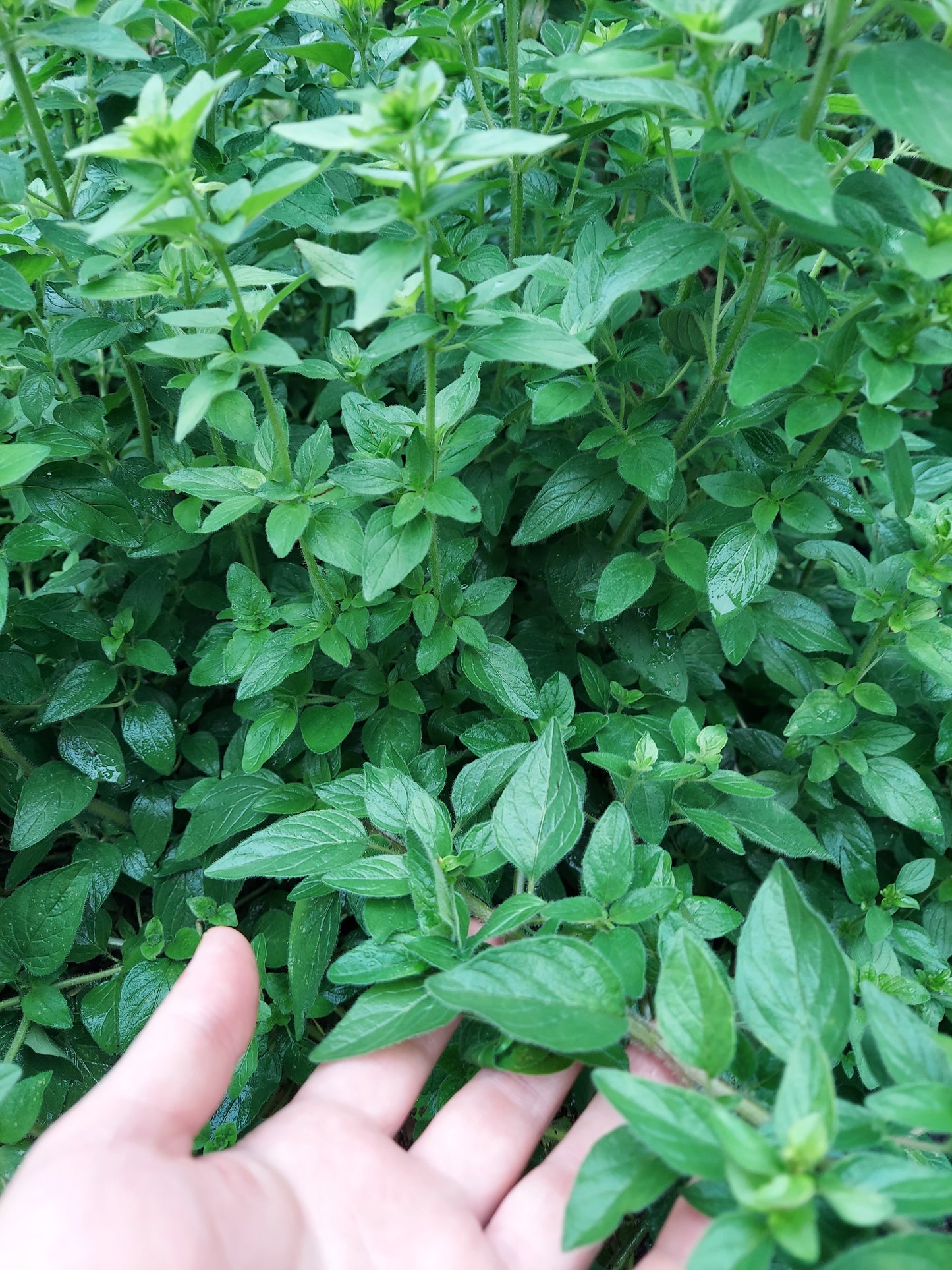 Fresh Oregano