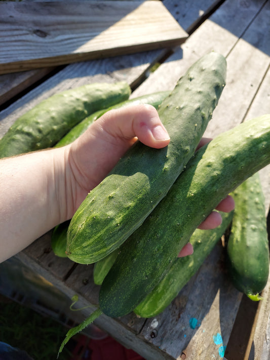 Organic Cucumbers