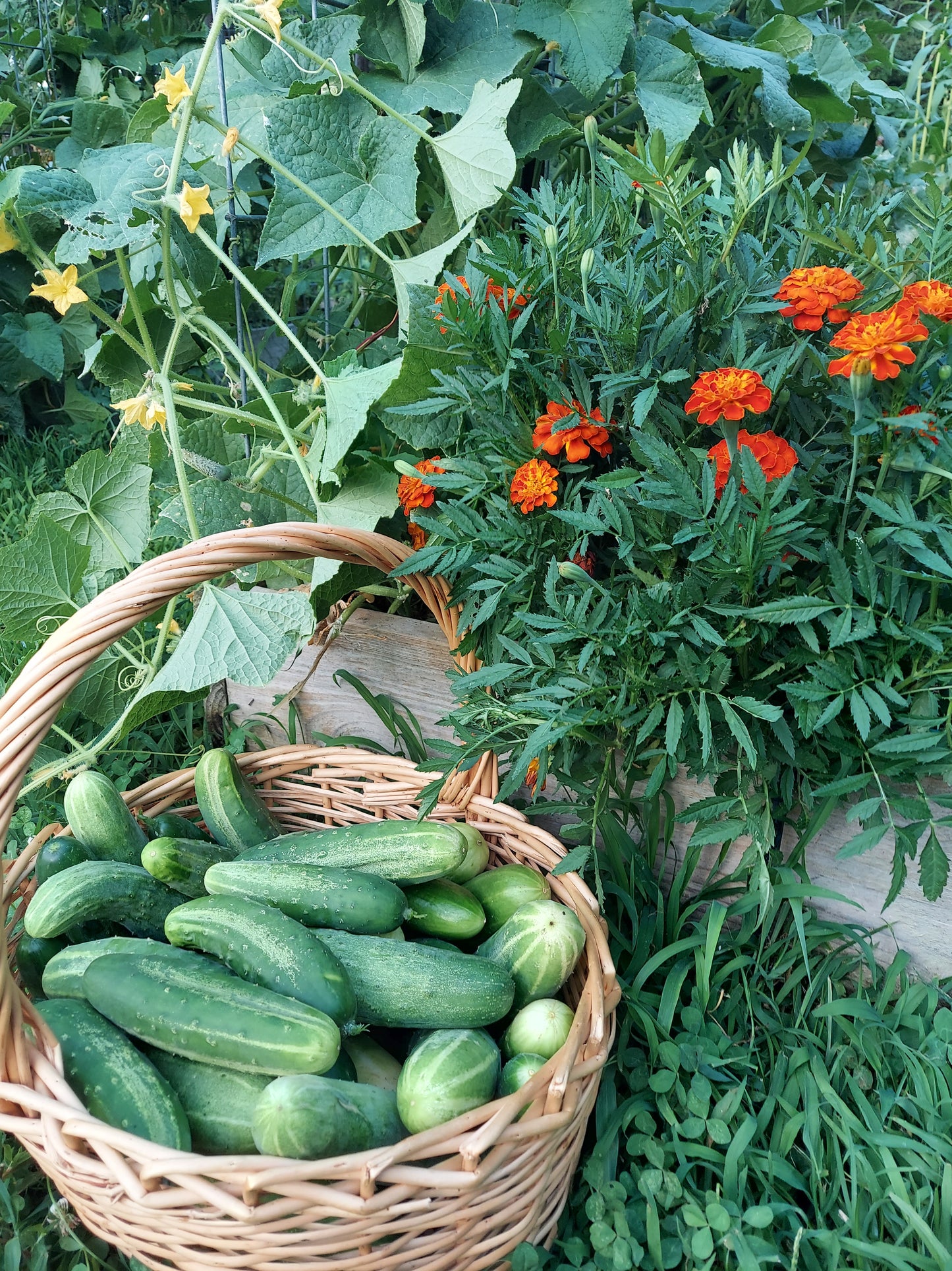 Organic Cucumbers