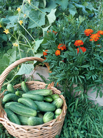 Organic Cucumbers