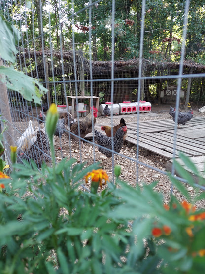 Dozen Eggs