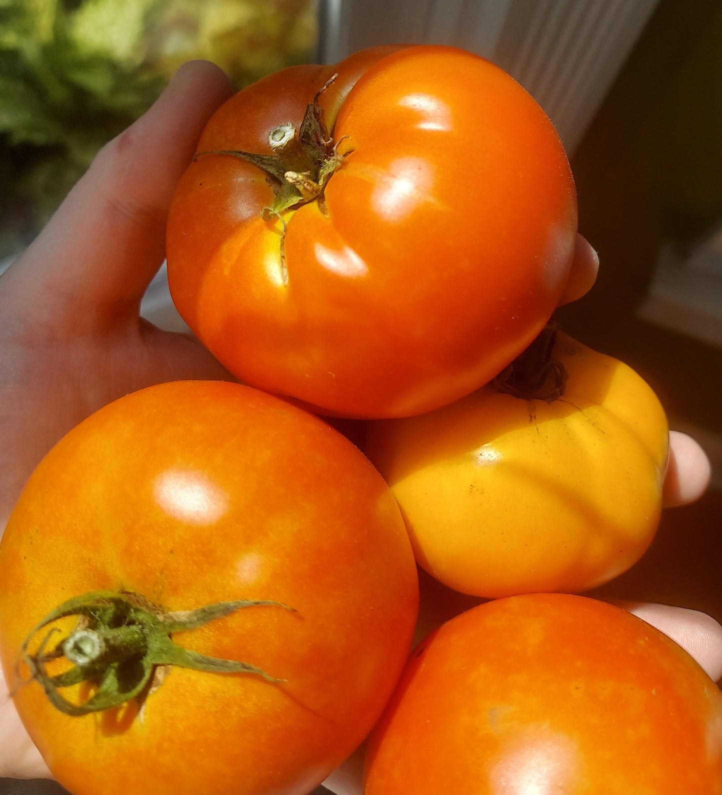 Organic Tomatoes - Medium Size