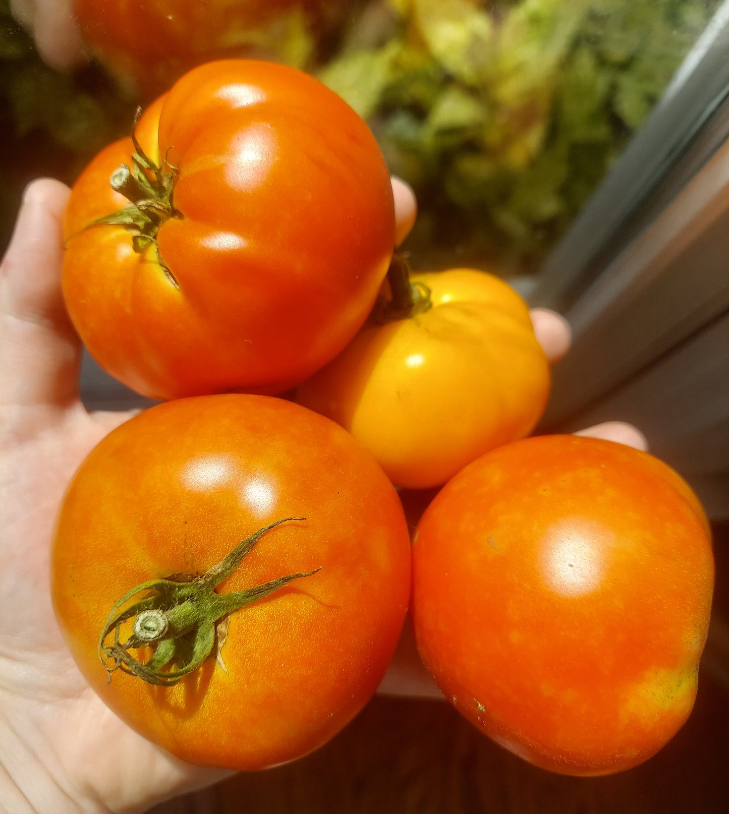 Organic Tomatoes - Medium Size