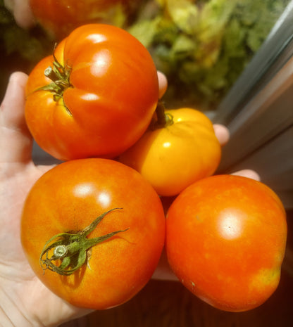 Organic Tomatoes - Medium Size