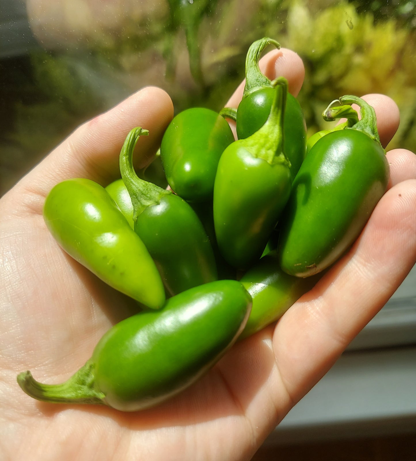 Organic Jalapeños