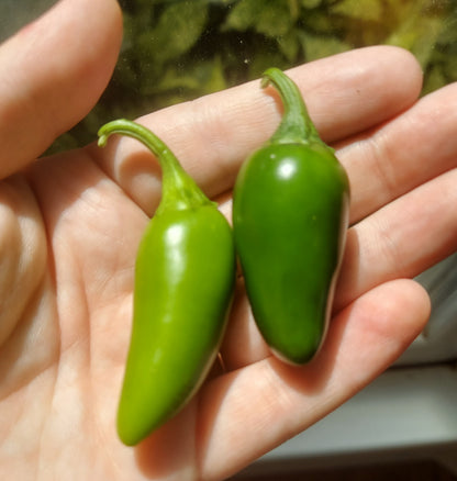 Organic Jalapeños