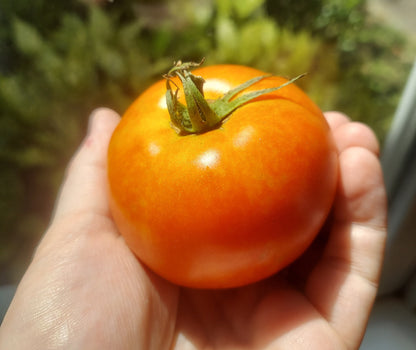Organic Tomatoes - Medium Size