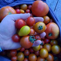 Organic Cherry Tomatoes Mix