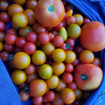 Organic Cherry Tomatoes Mix