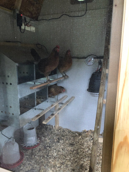 Dozen Eggs
