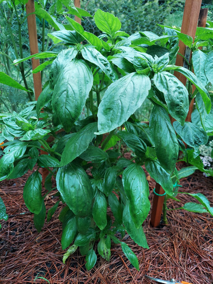 Fresh Basil