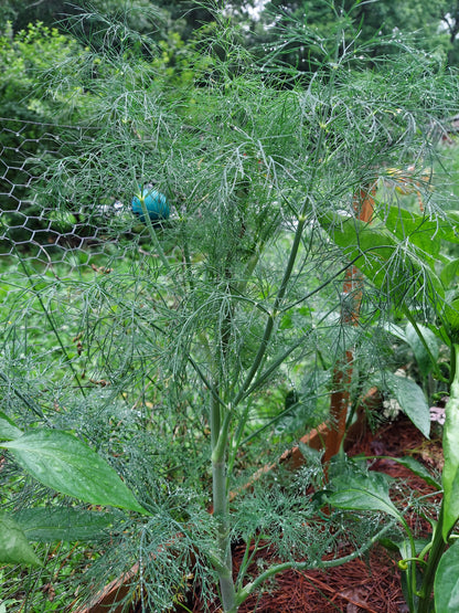 Fresh Dill
