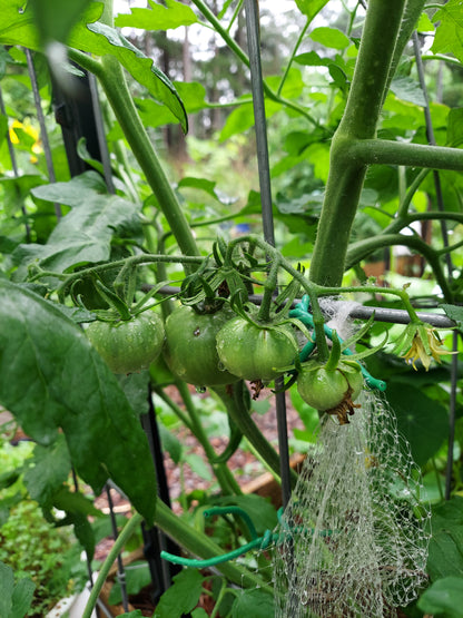 Organic Tomatoes - Medium Size
