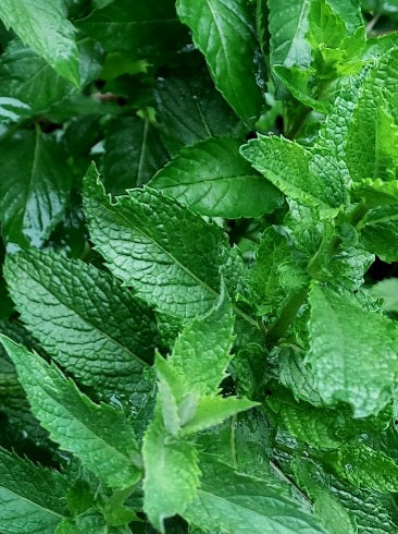 Fresh Mint