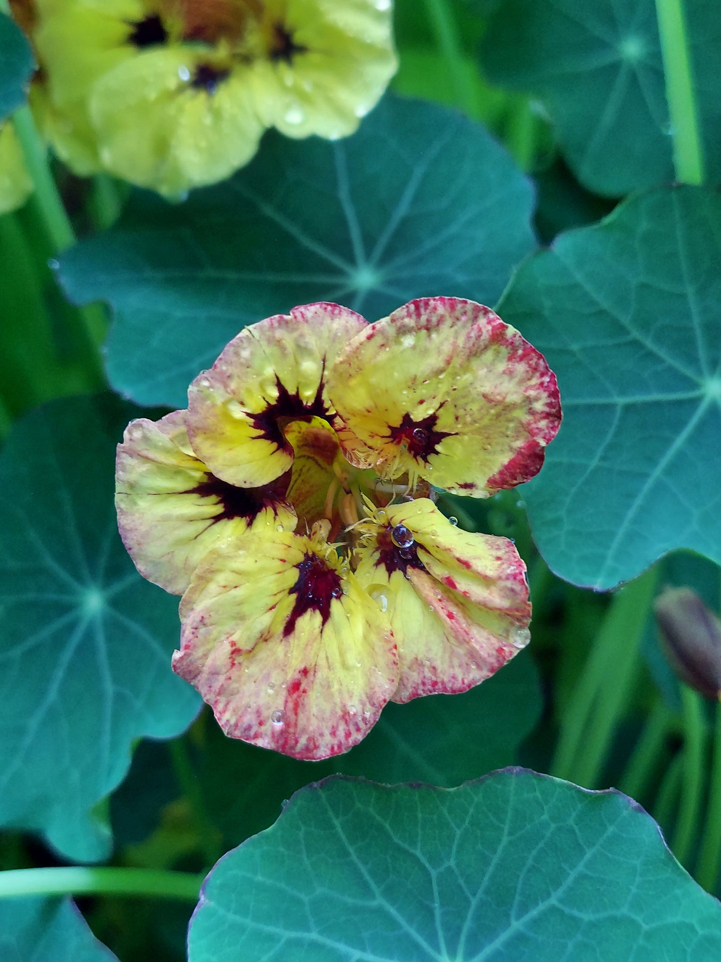 Edible Flowers - Nasturtium