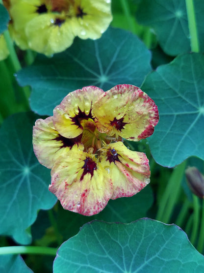 Edible Flowers - Nasturtium