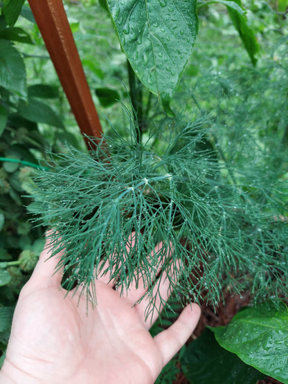 Fresh Dill