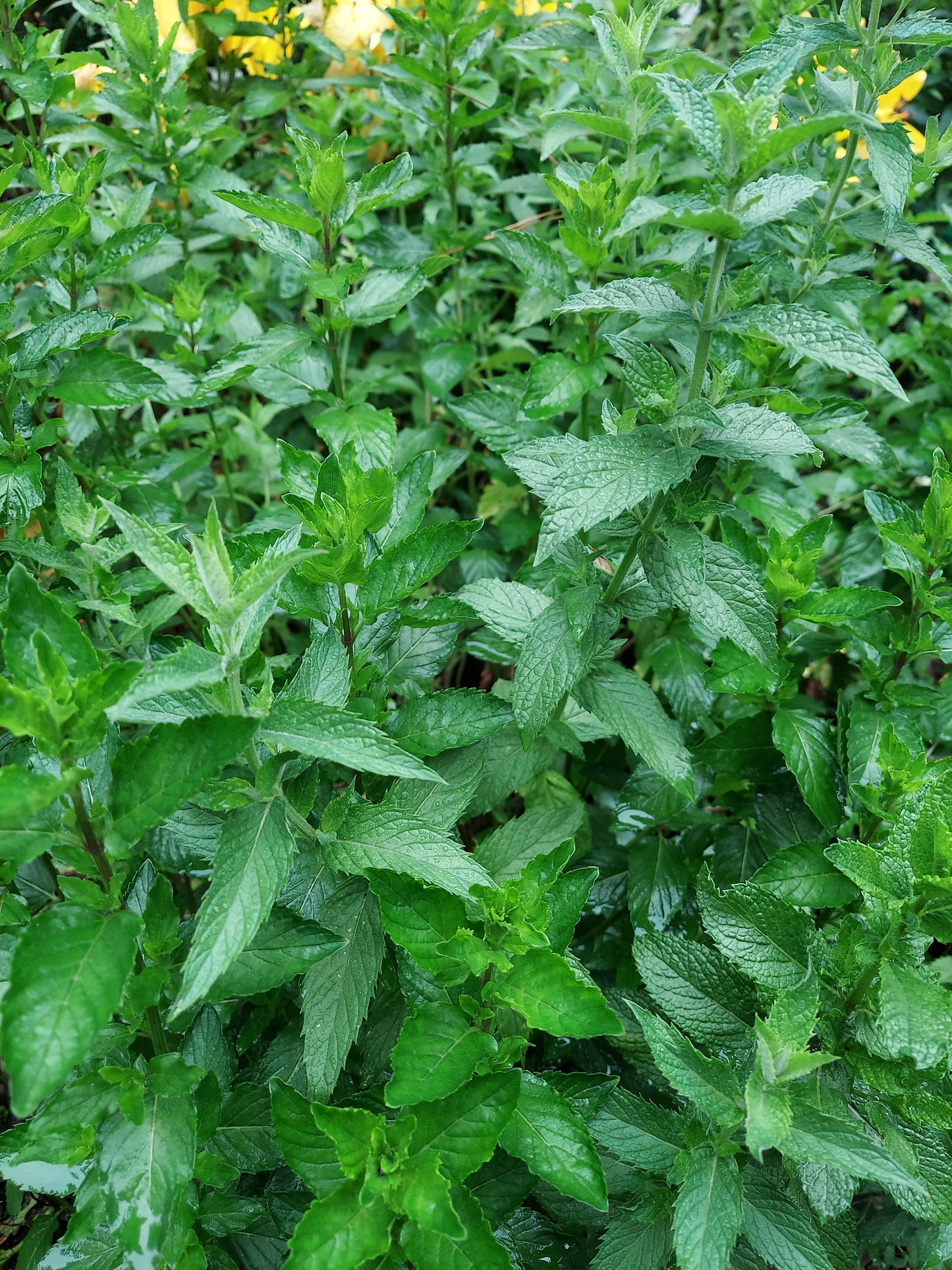 Fresh Mint