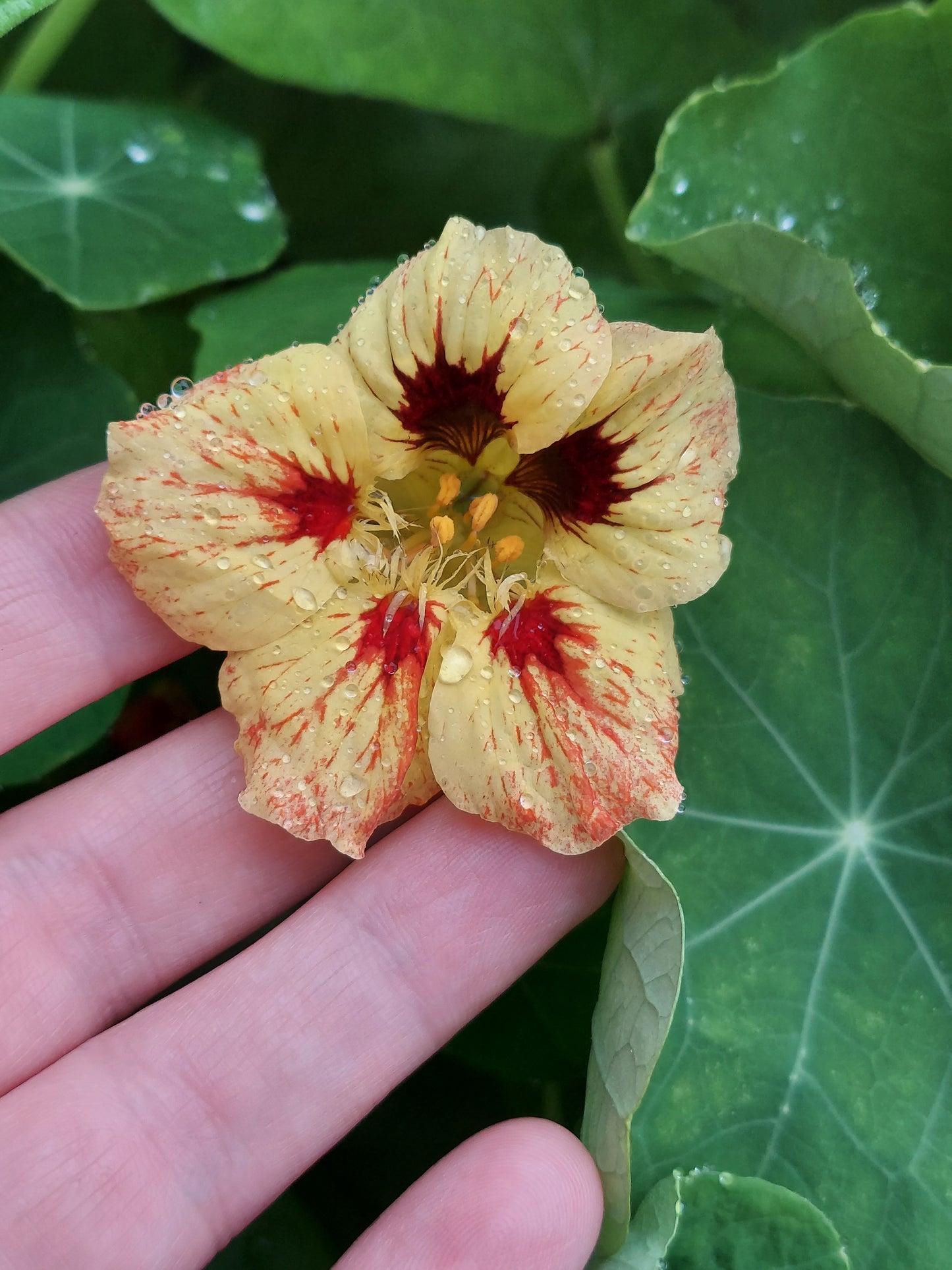 Edible Flowers - Nasturtium