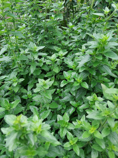 Fresh Oregano