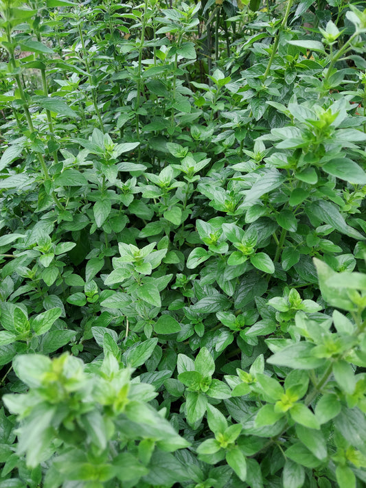 Fresh Oregano
