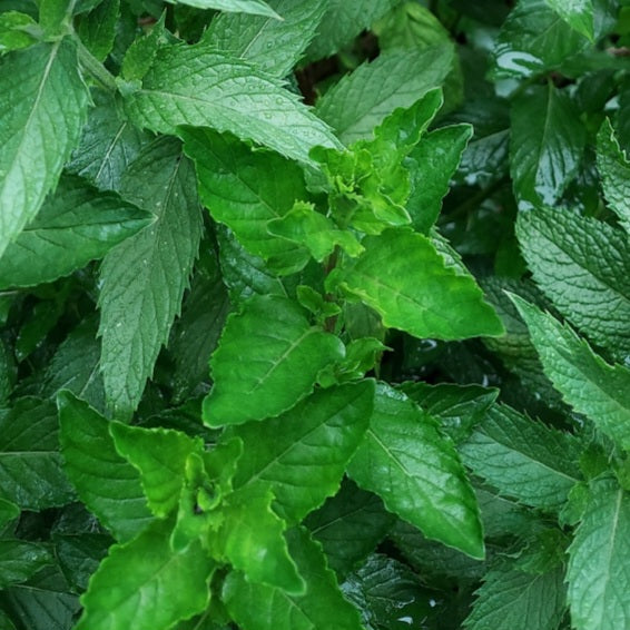 Fresh Mint