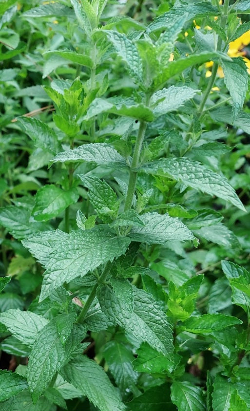 Fresh Mint