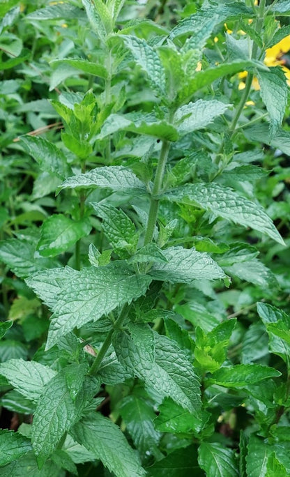 Fresh Mint