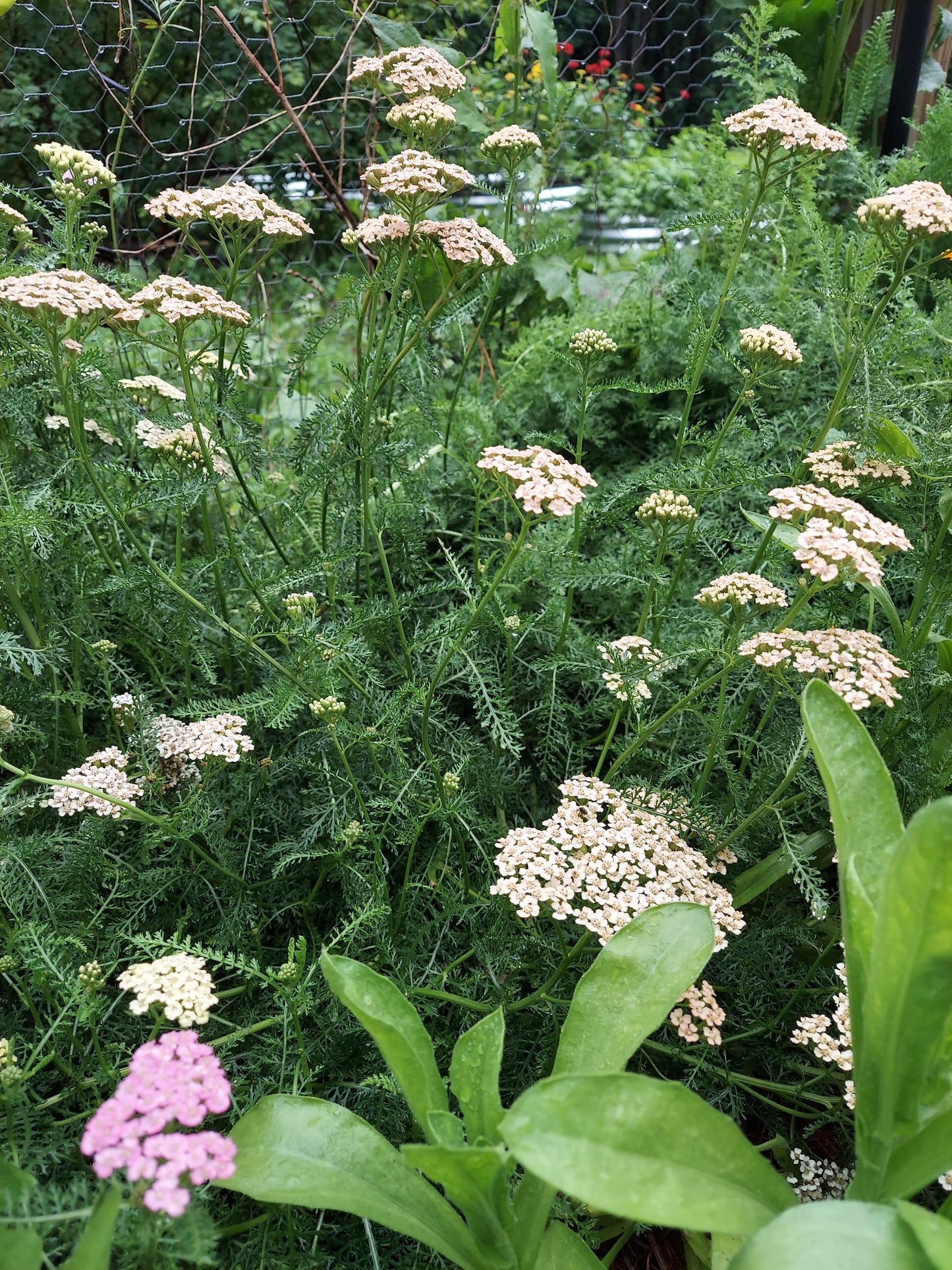 Fresh Floral Bouquet