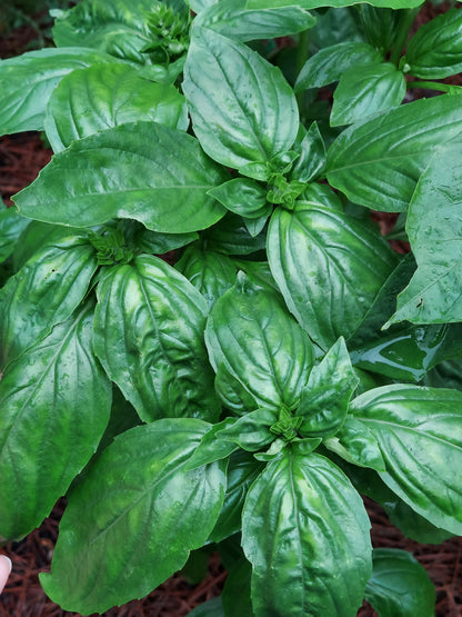 Fresh Basil
