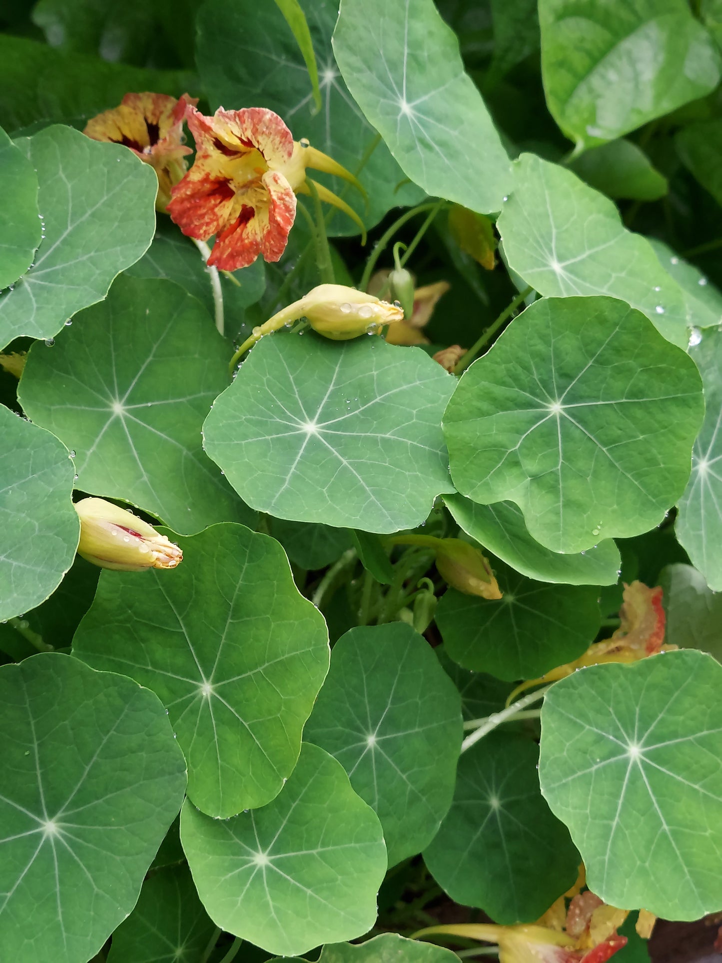 Edible Flowers - Nasturtium