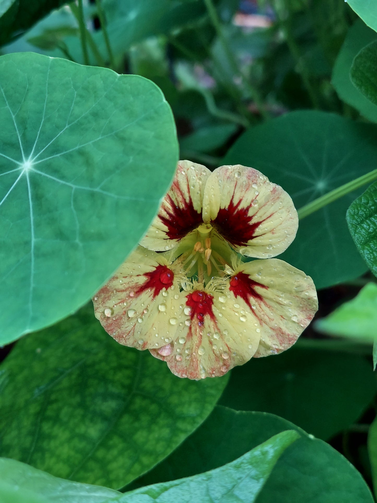 Edible Flowers - Nasturtium