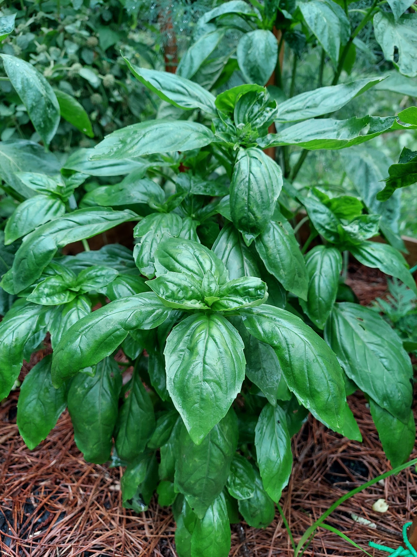 Fresh Basil