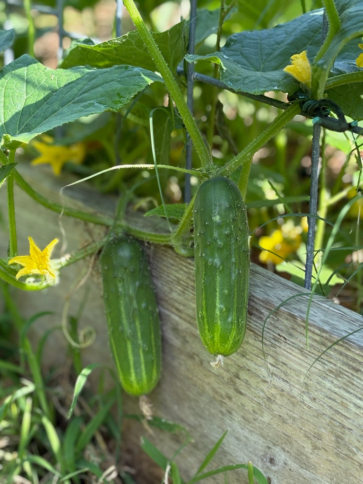 Organic Cucumbers