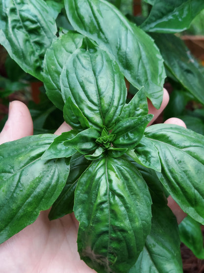 Fresh Basil