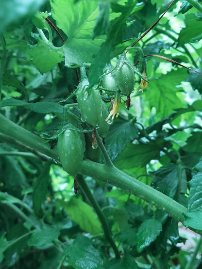 Organic Cherry Tomatoes Mix