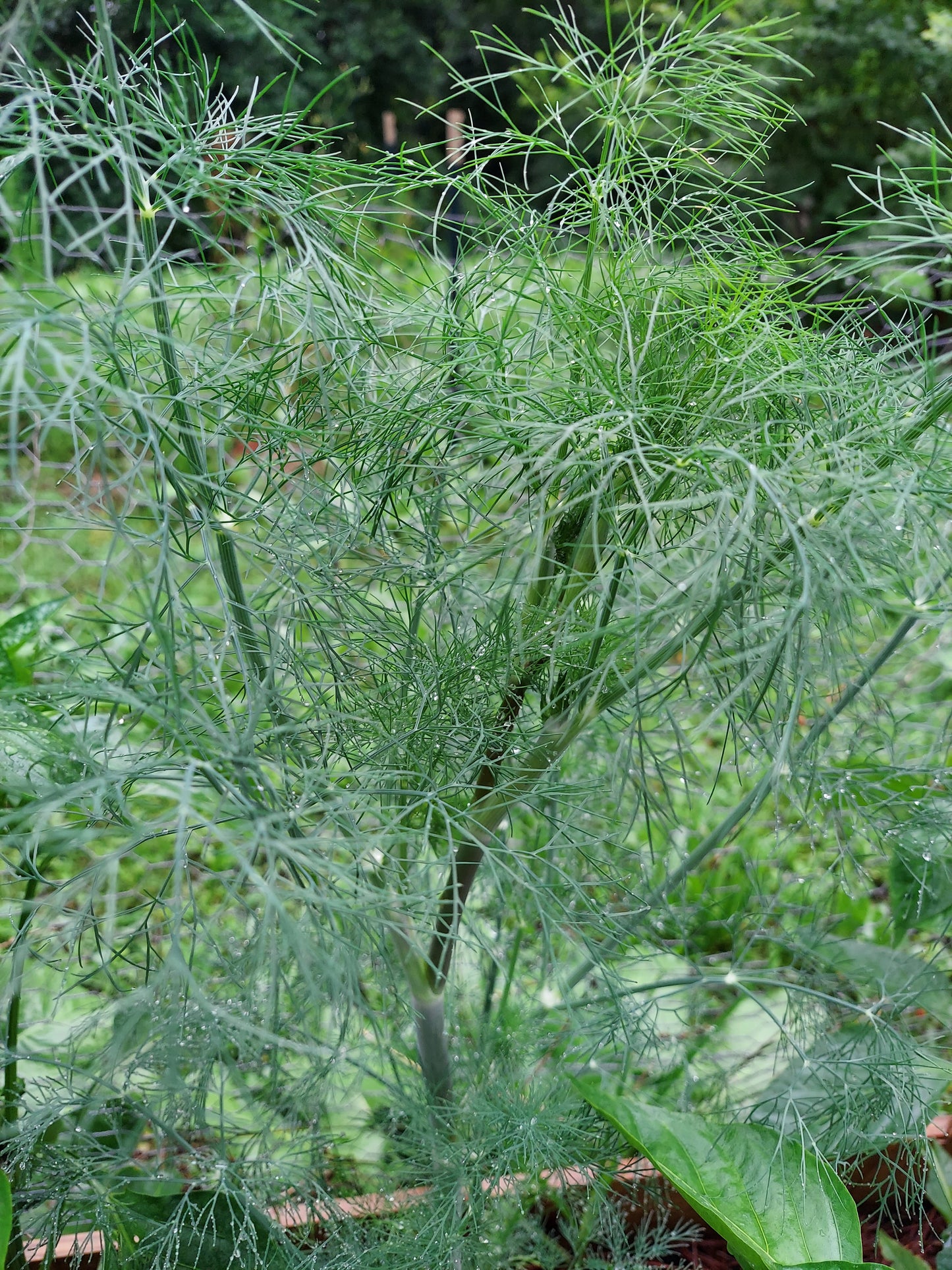 Fresh Dill